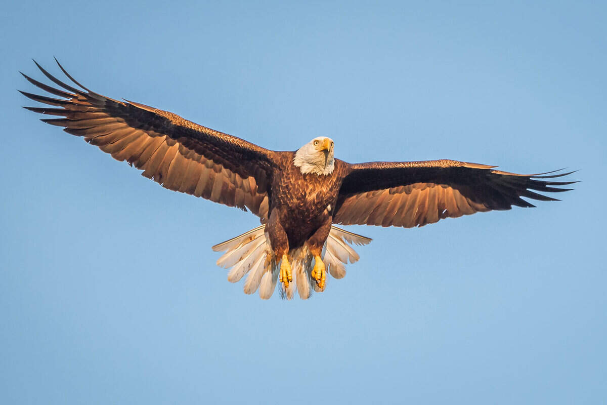 American bald eagle wings spread, blue sky
