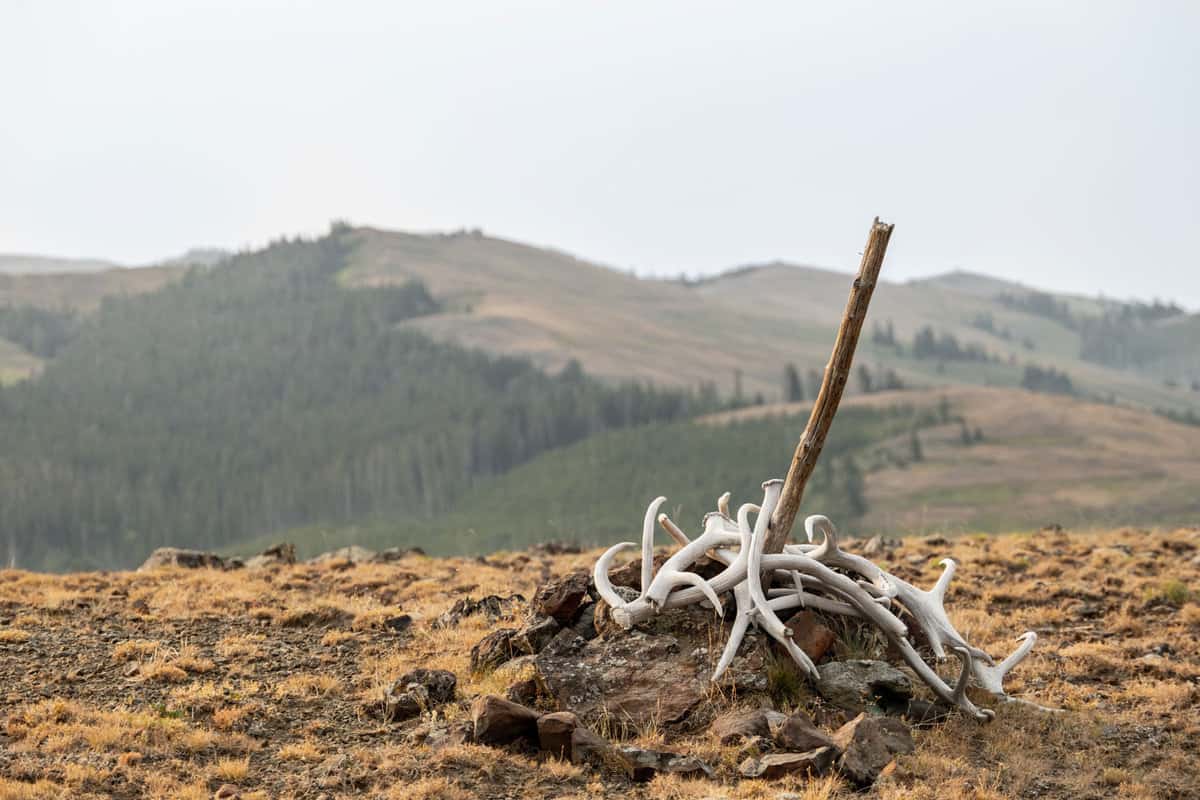 A trail marker made out of dirt, elk antlers and a stick with the view of Amethyst mountain on the back