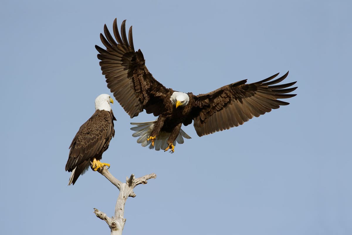 Bald Eagle Pair Landing on Perch

