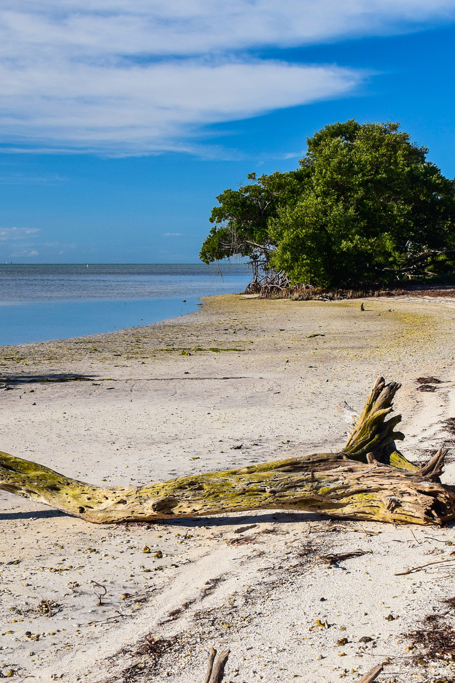 Beach scene with driftwood at Long Key State Park in the Florida Keys