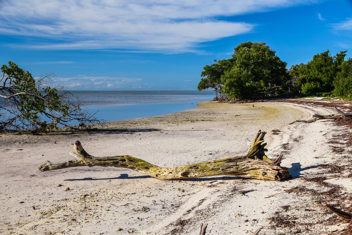 Beach scene with driftwood at Long Key State Park in the Florida Keys.
