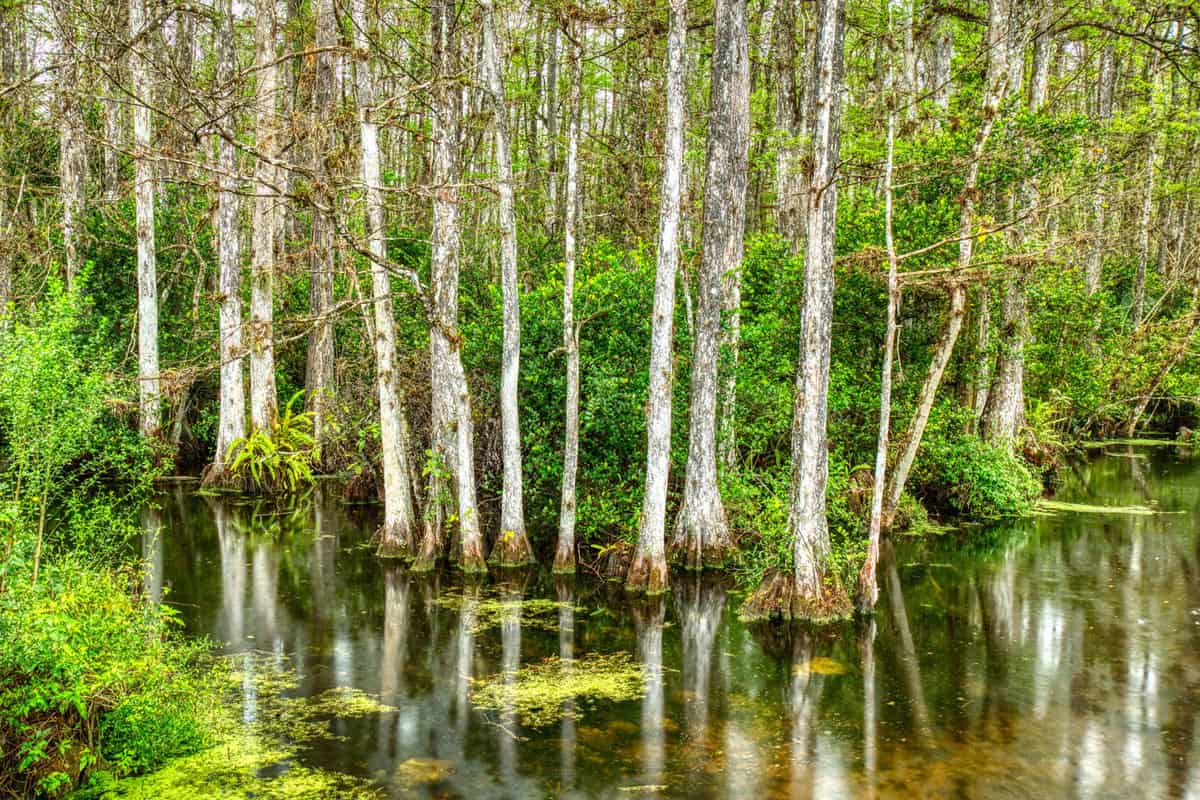 Big Cypress National Park in Florida