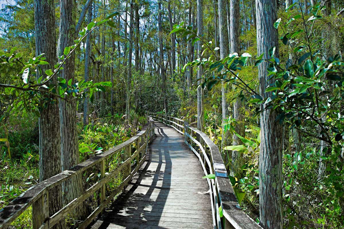 Boardwalk at Audubon Corkscrew Swamp Sanctuary, Florida
