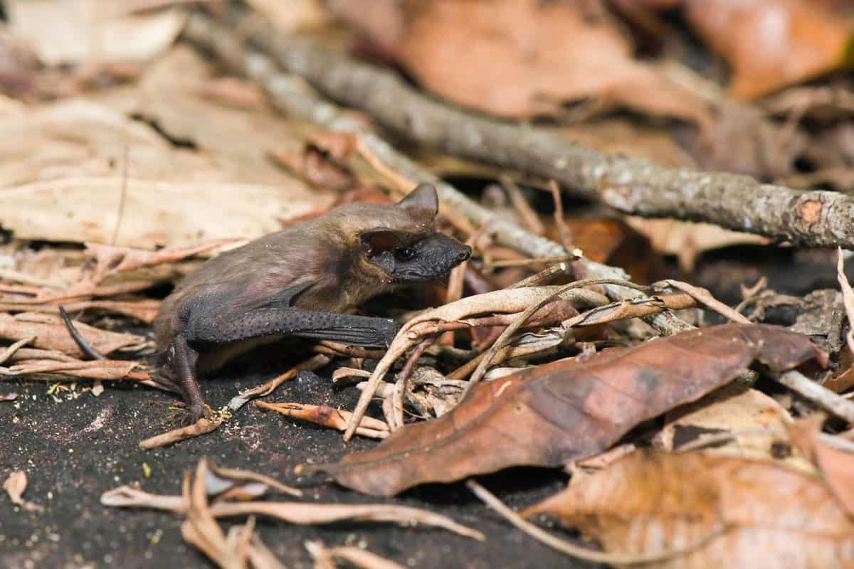 Brazilian free-tailed bat (Tadarida brasiliensis),