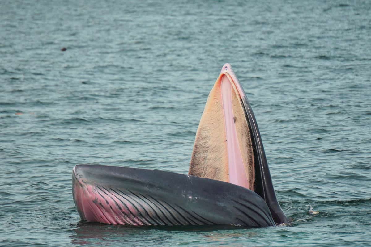 Brydes Whale photographed coming out of the water