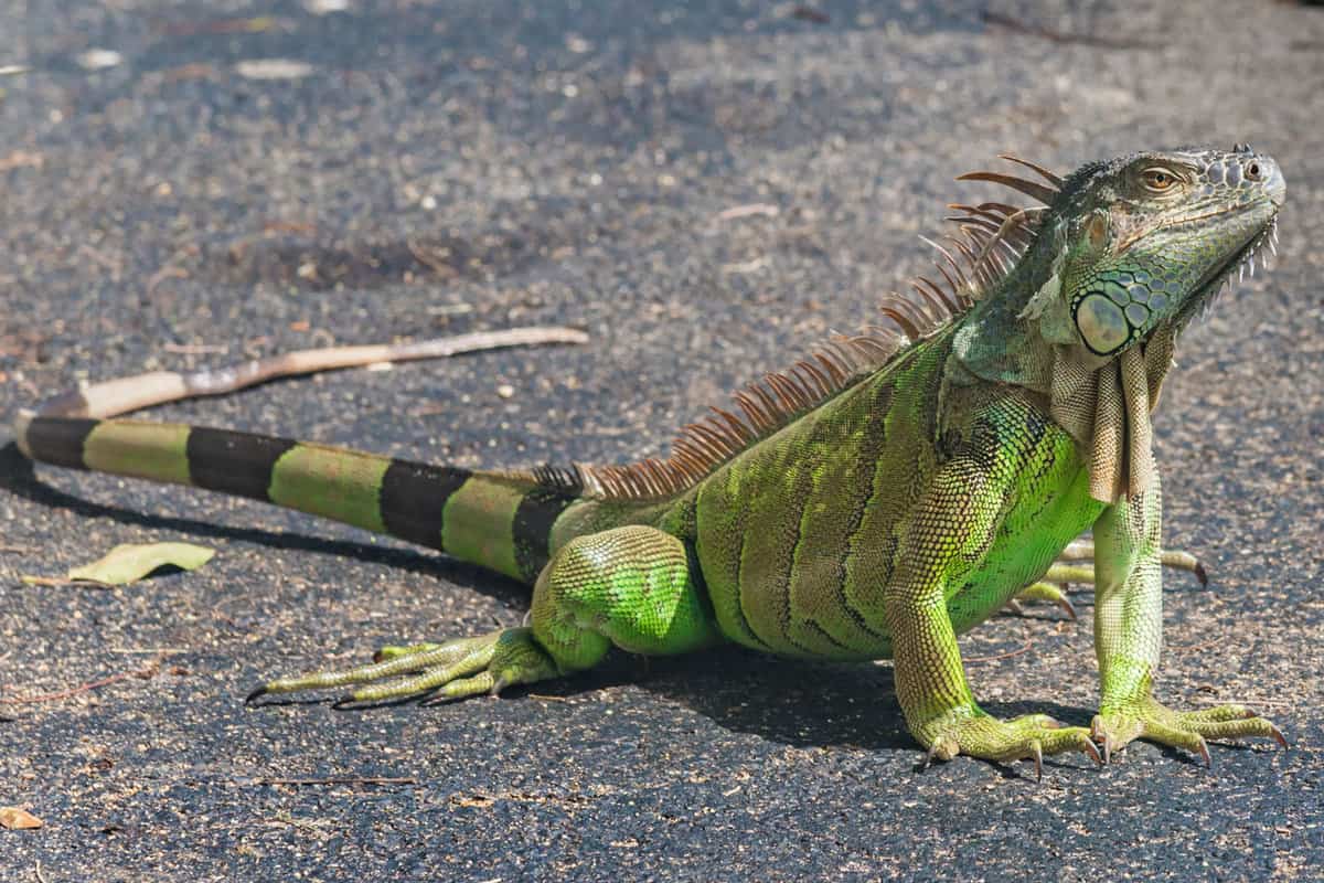 Close up of a large green iguana (Latin name Iguana iguana) defending its territory in the south Florida keys (Key West). Iguanas are not native to Florida and are considered an invasive species.
