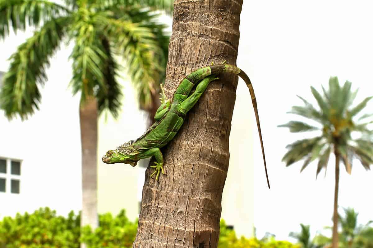 Cold blooded green iguana comes down a palm tree as he warms himself in the sunshine. Green iguanas (Iguana iguana) are an invasive species in Florida.
