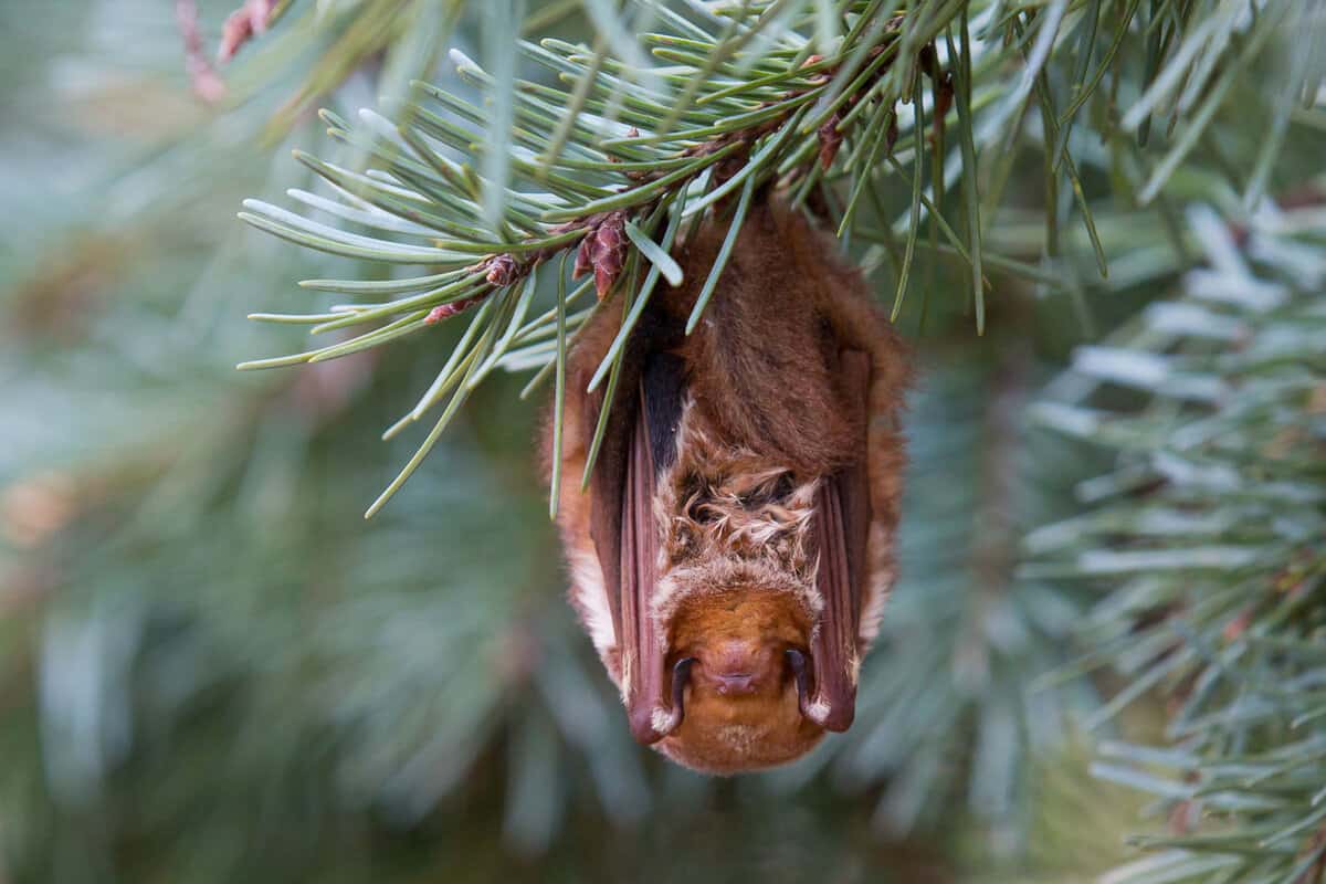 Eastern Red Bat hanging upside down
