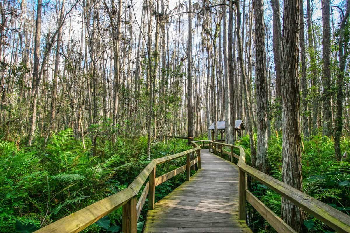 Everglades National Park trail