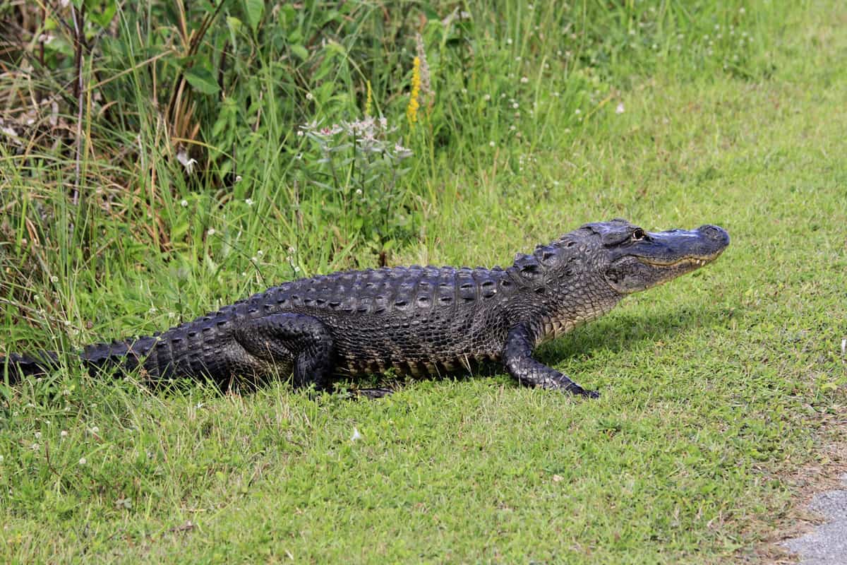 A crocodile walking on the road