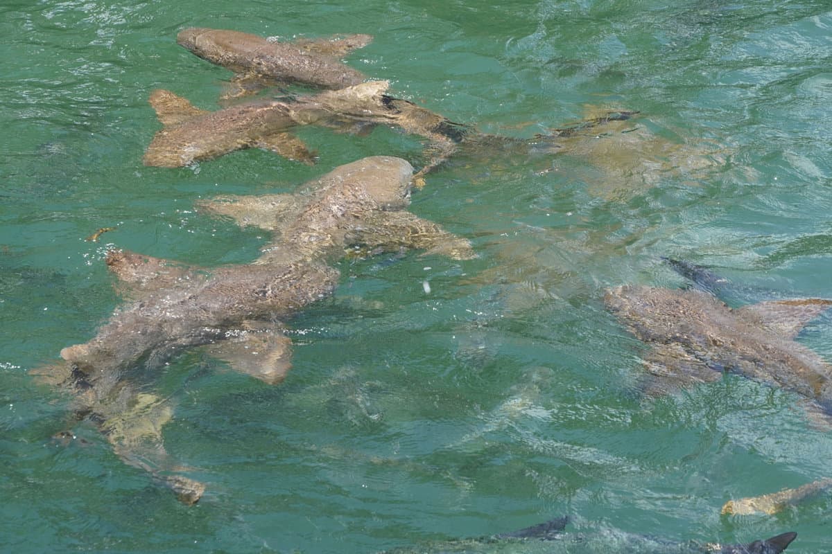 Lots of sharks swimming in the waters of Florida Keys