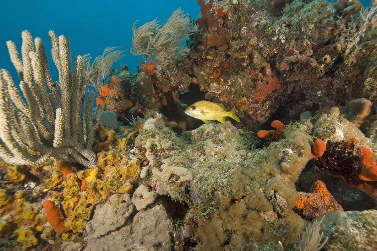 Florida Keys Underwater Reef
