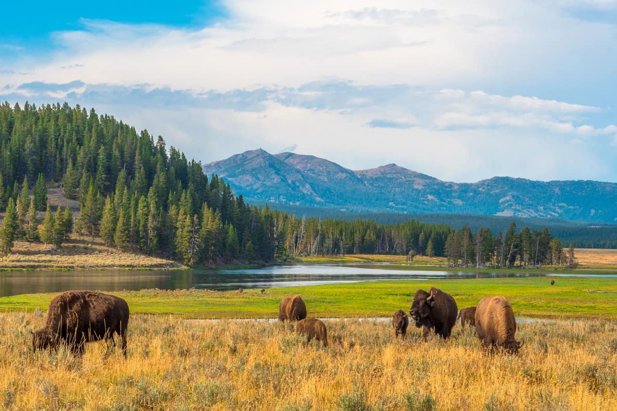 Bisons grazing Hayden Valley in Yellowstone National Parka