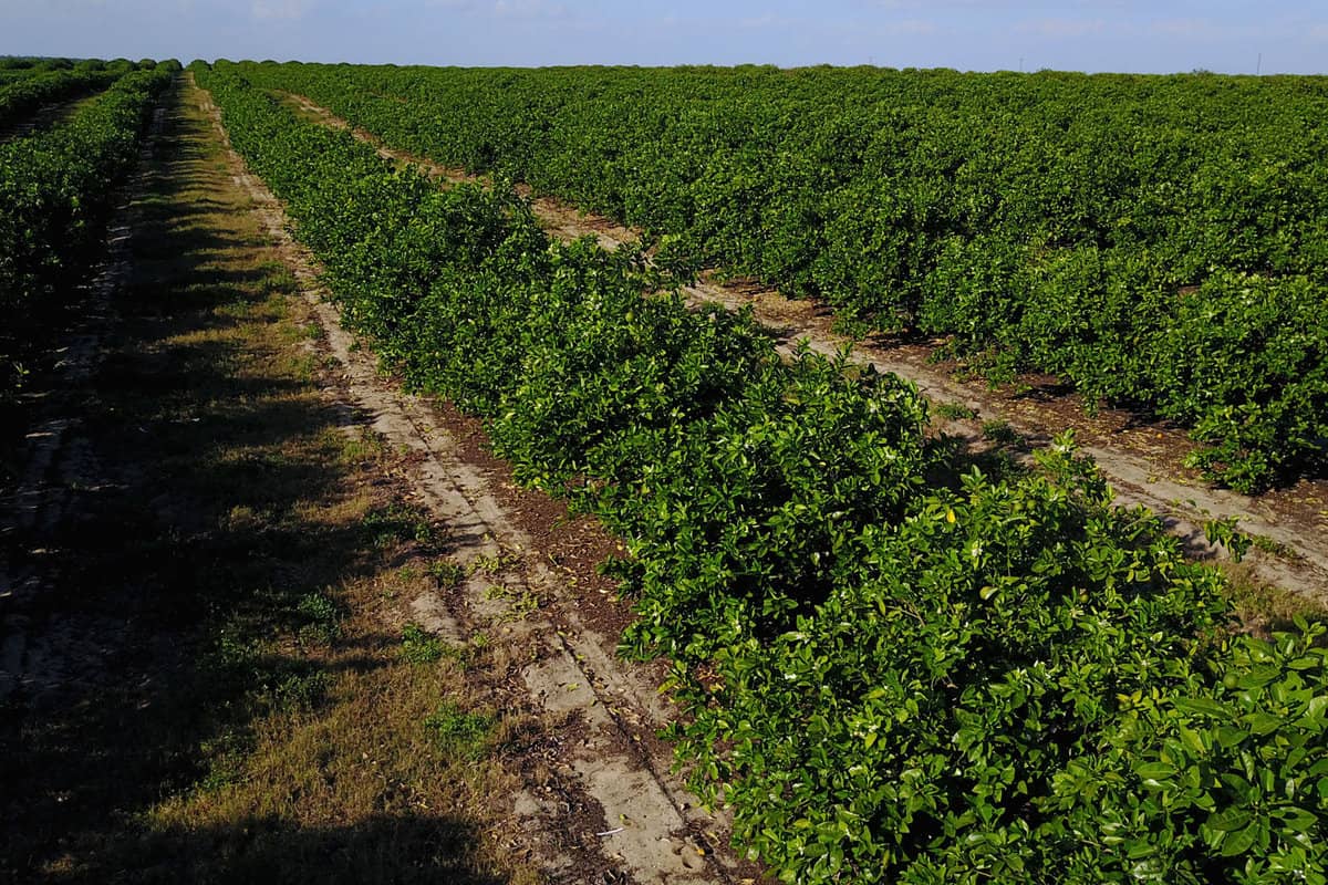Rows of orange trees stretch to the horizon in a rural citrus grove