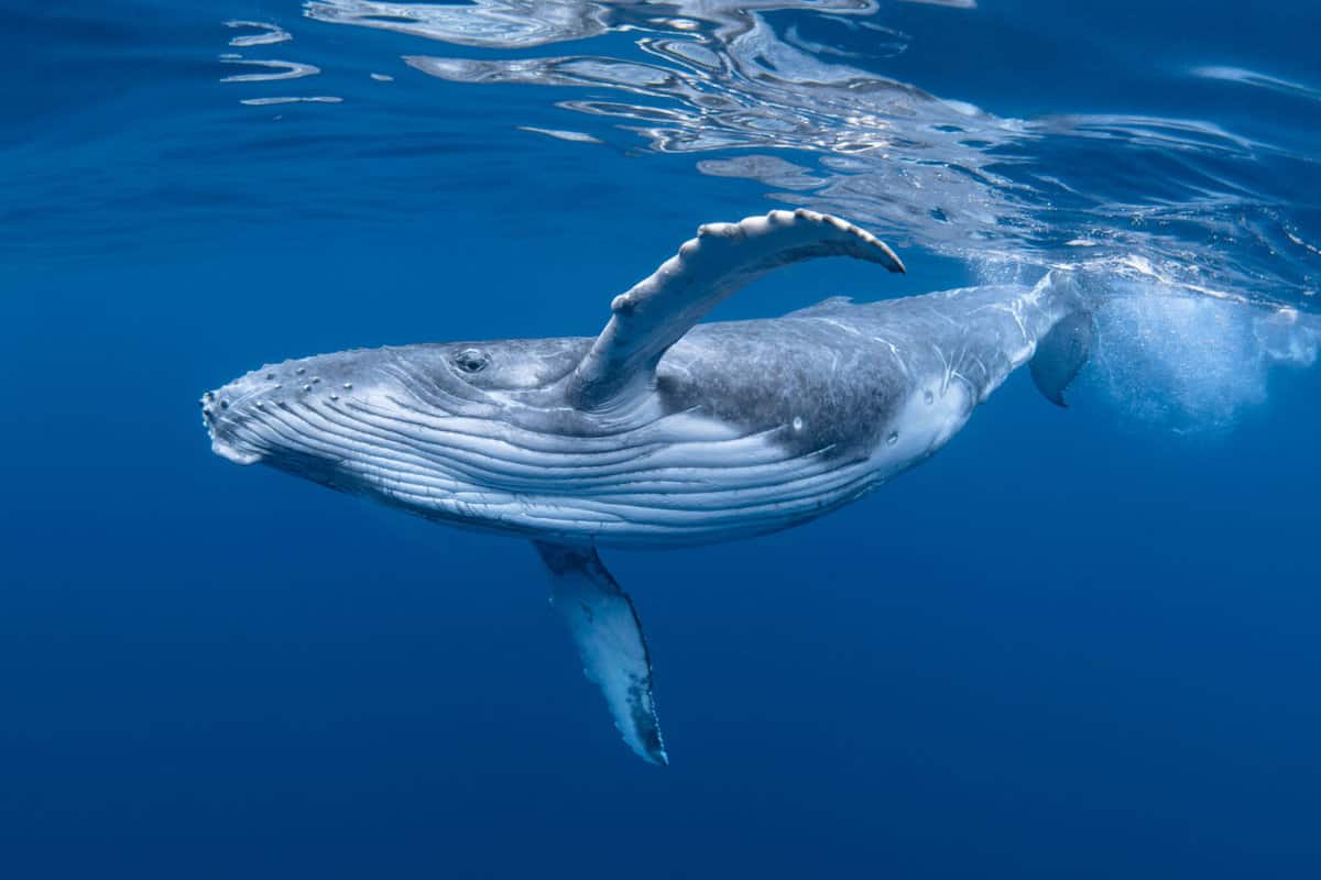 A humpback whale swimming in the deep waters of the Atlantic