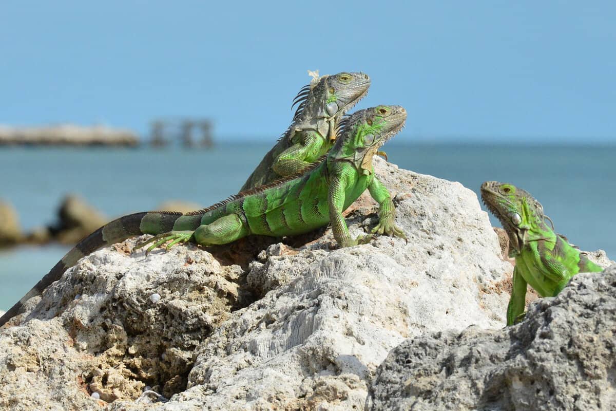Iguana at the Florida Keys
