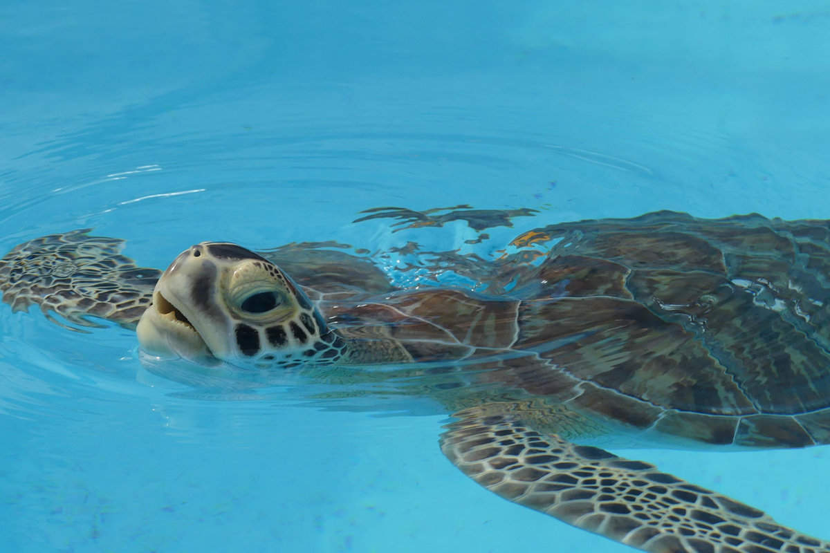 Injured Sea Turtles in Turtle Hospital Marathon, Florida
