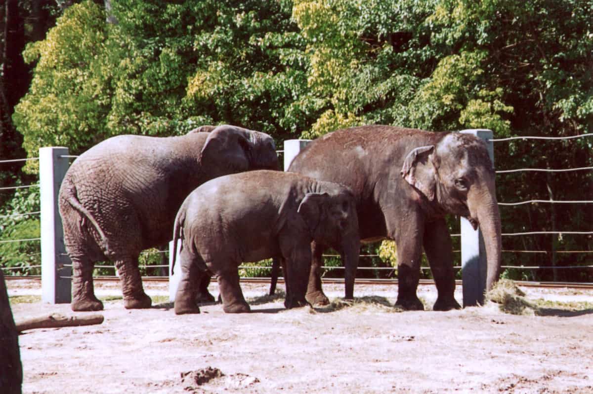 Huge elephants at Jacksonville Zoo