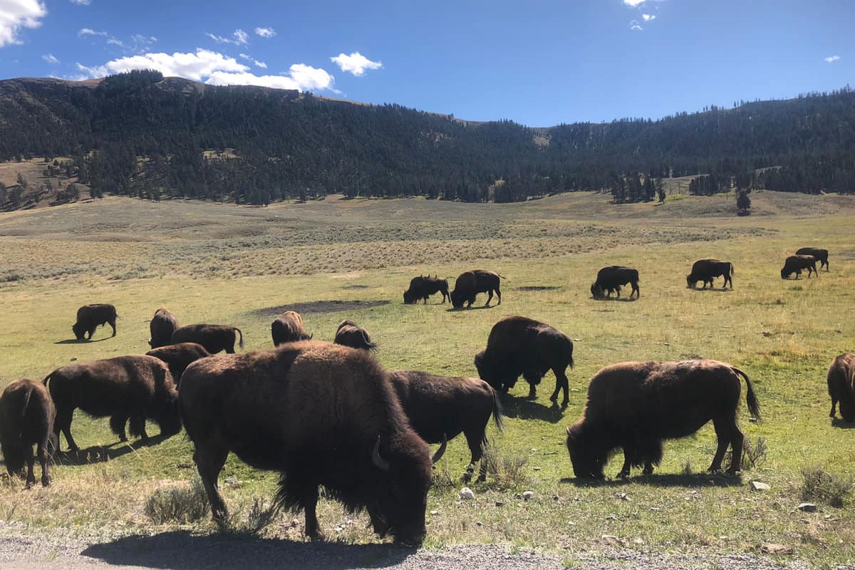 Dozens of Buffalo Grazing in Lamar Buffalo Ranch
