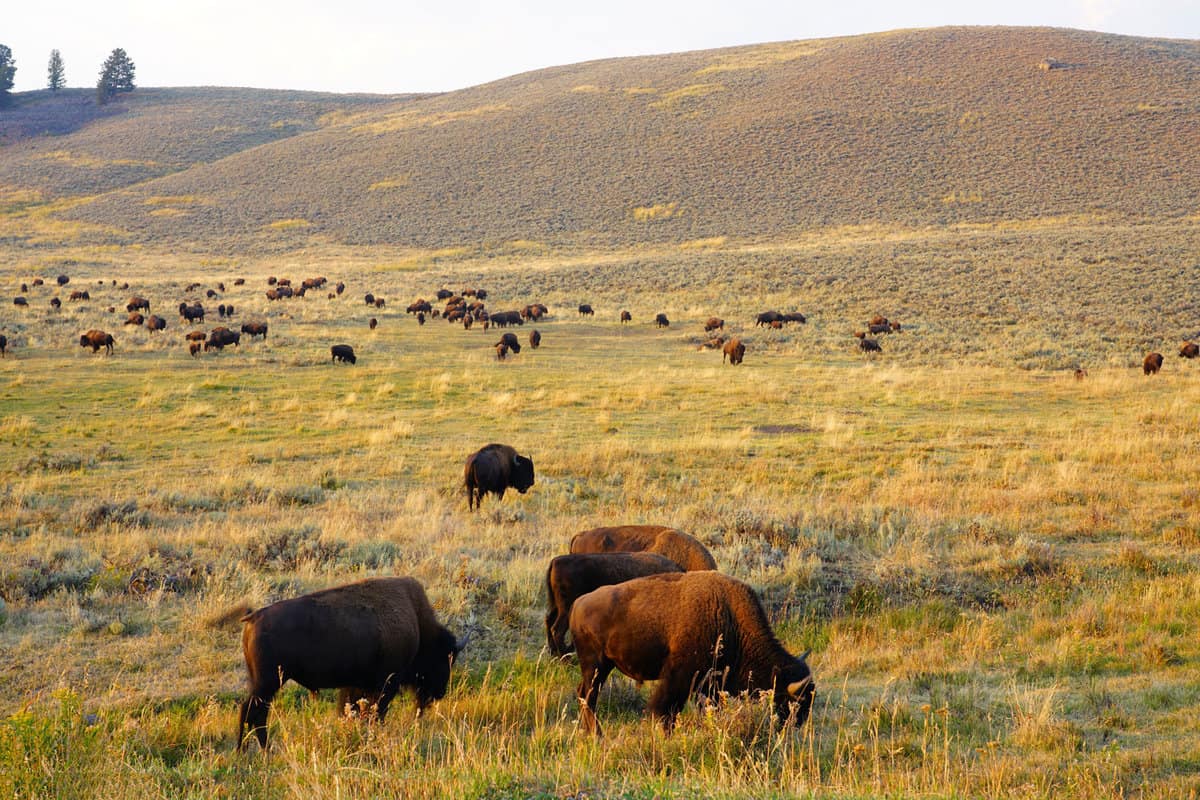 Bisons grazing in the fields of Lamar Valley in Yellowstone National Park