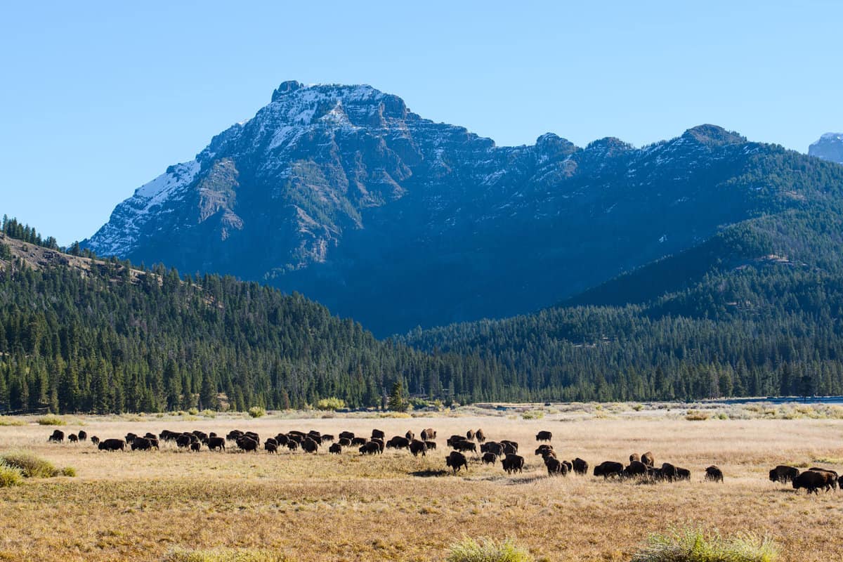 A huge herd of Bisons in Lamar Valley, Yellowstone National Park