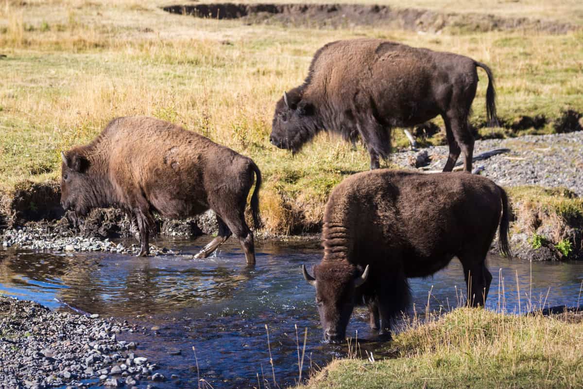 Buffalos grazing in Lamar Valley Wilderness