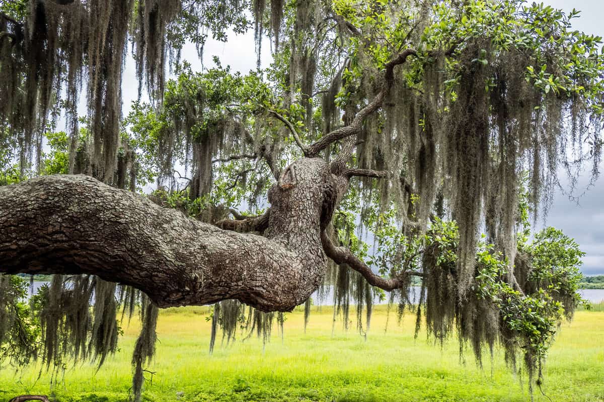 Live Oak tree branch with Spanish Moss with yellow green spring field in background at Myakka River State Park in Saraosta Florida USA
