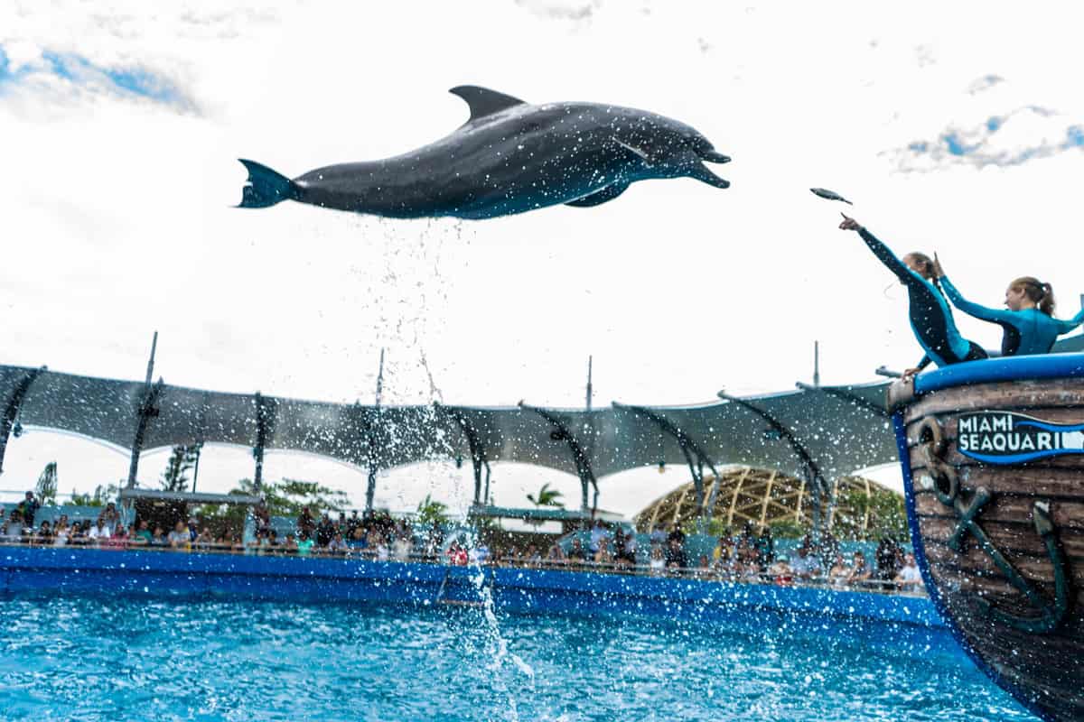 A dolphin jumping out of the water in Miami Seaquarium