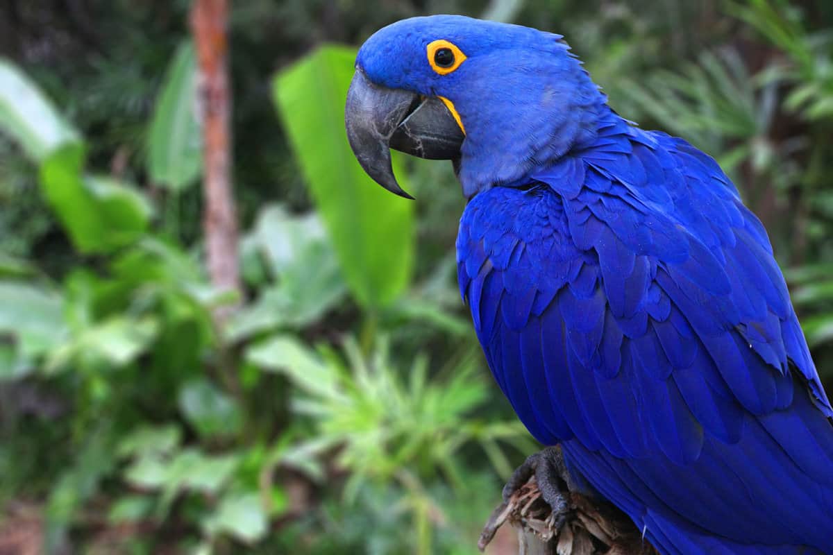Nancy Forrester's Secret Garden - Bright Blue Hyacinth Macaw