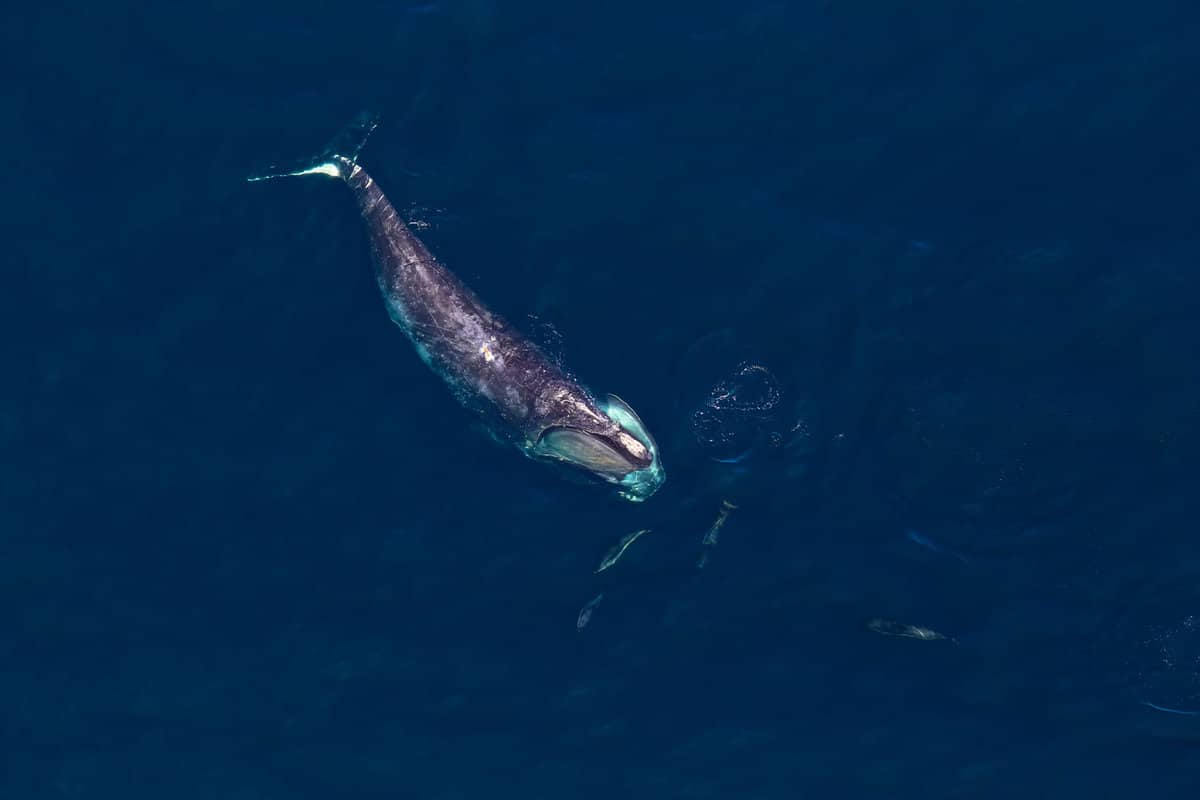 Aerial photograph of a North Atlantic Right whale
