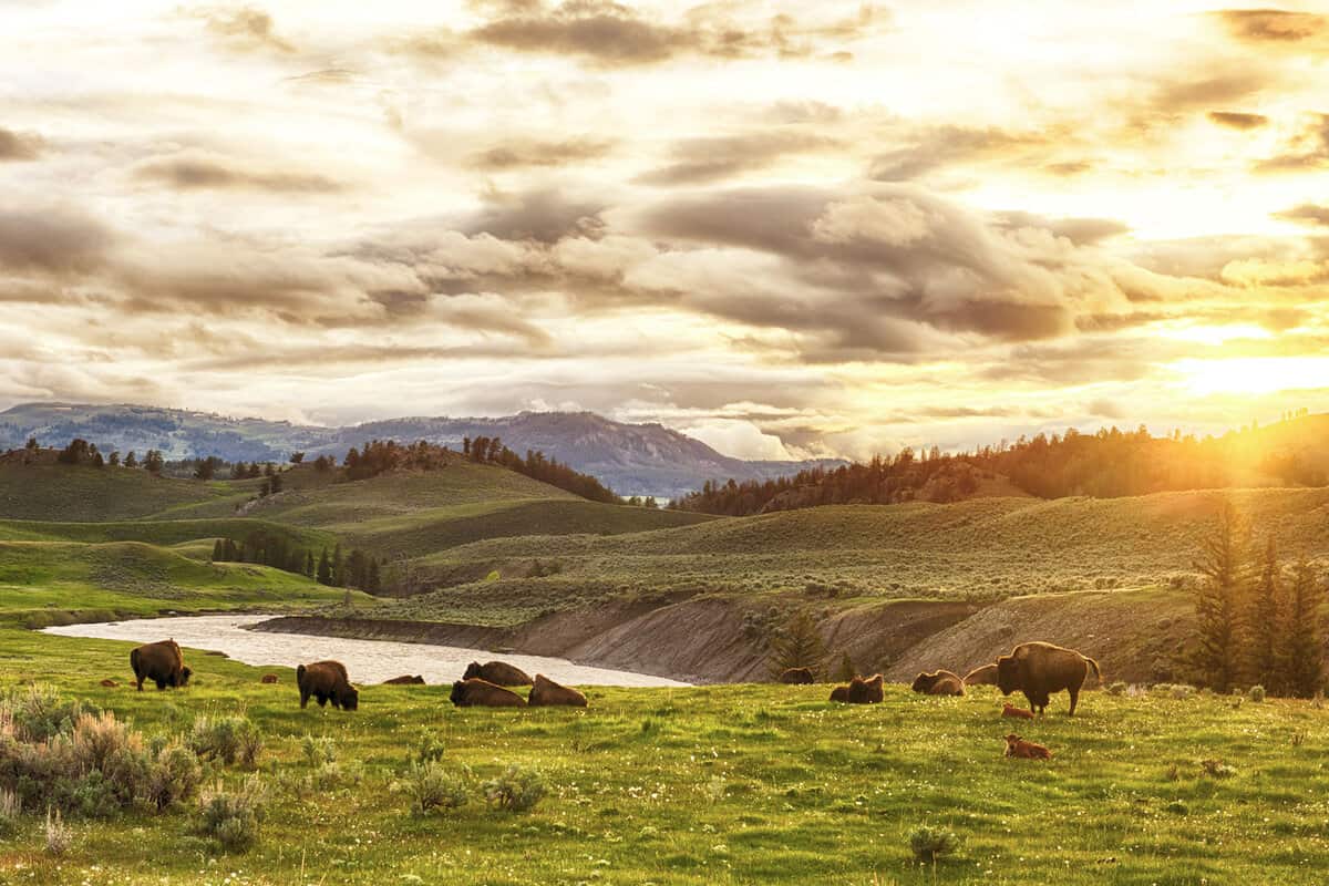 Bisons grazing the vast vegetation of Yellowstone National State Park