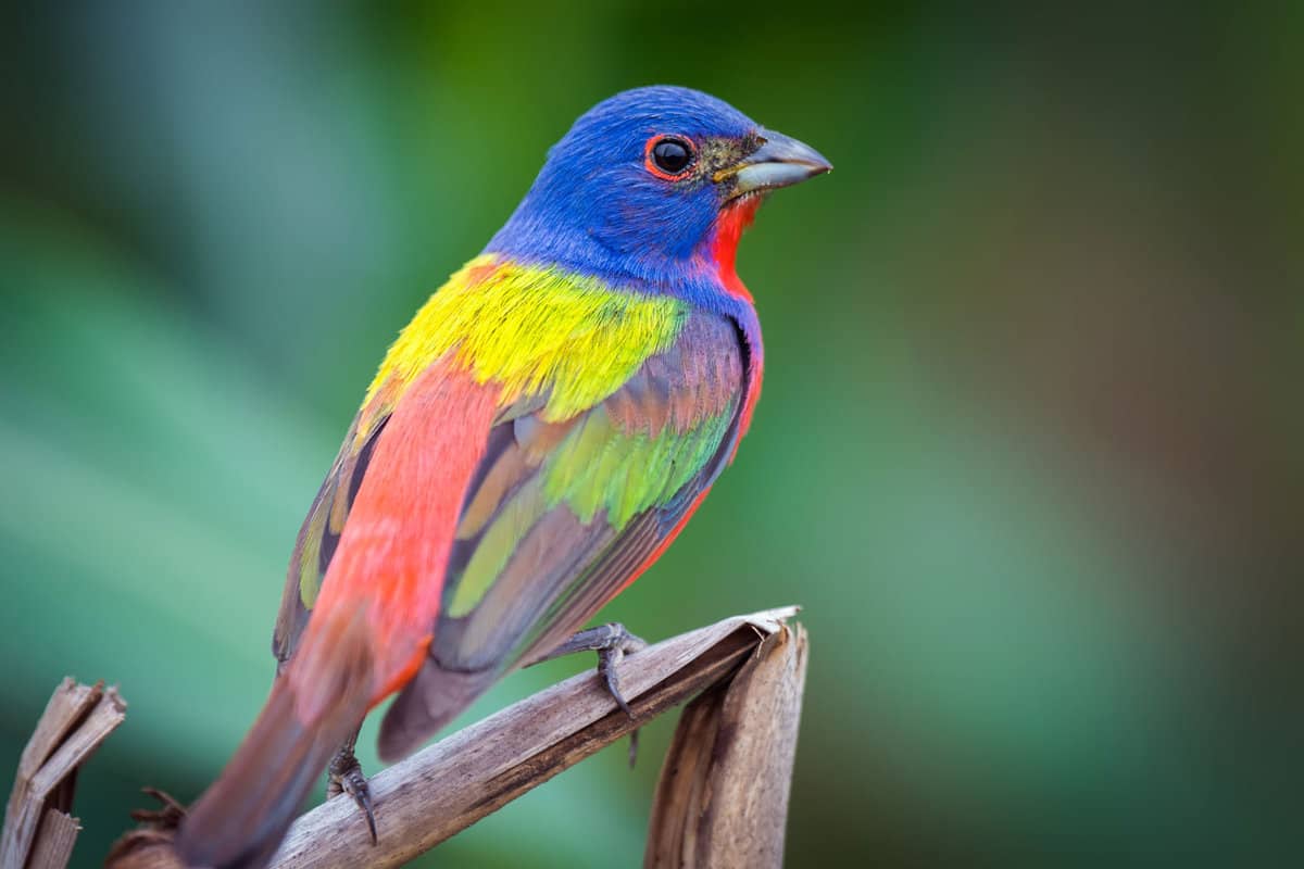 Painted Bunting - Colorful Bird - Multi Colors - Isolated - 3 Best Places To Spot Vibrant Painted Buntings In Florida