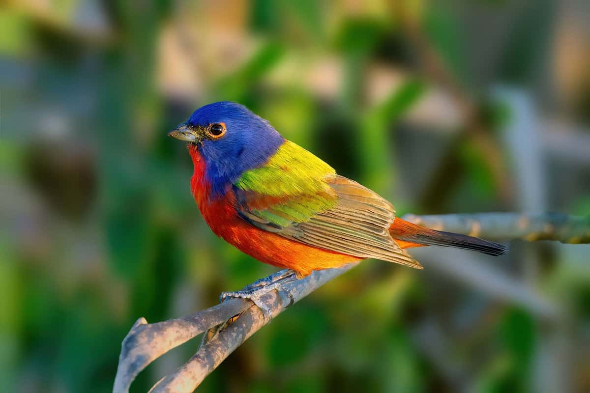 Painted Bunting perched on a branch - Florida

