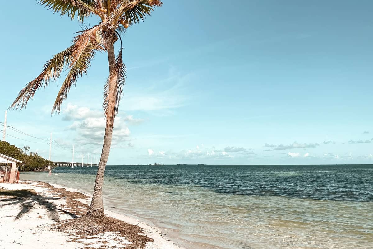 Palm tree on Little Duck Key at Veterans Memorial Beach, Florida, USA against blue sky with clouds
