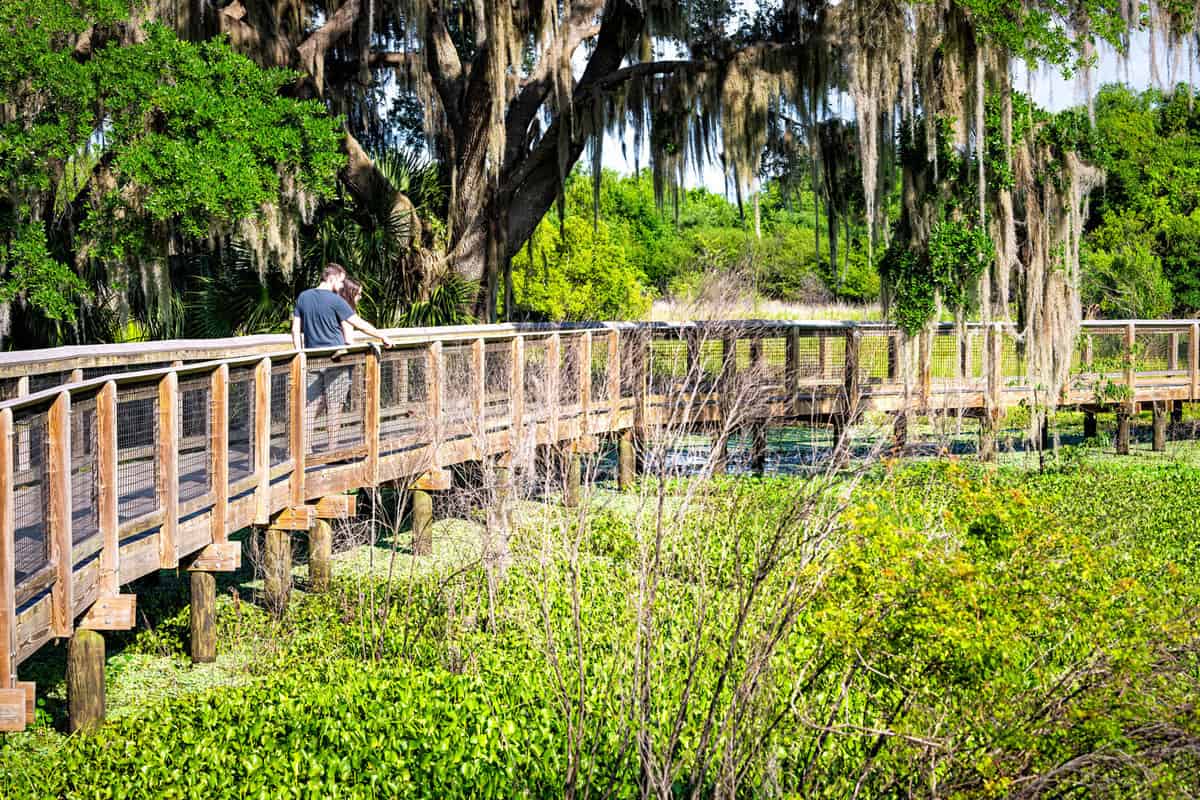 Paynes Prairie Preserve State Park Watershed trail hiking path boardwalk in Florida marsh with people looking at view