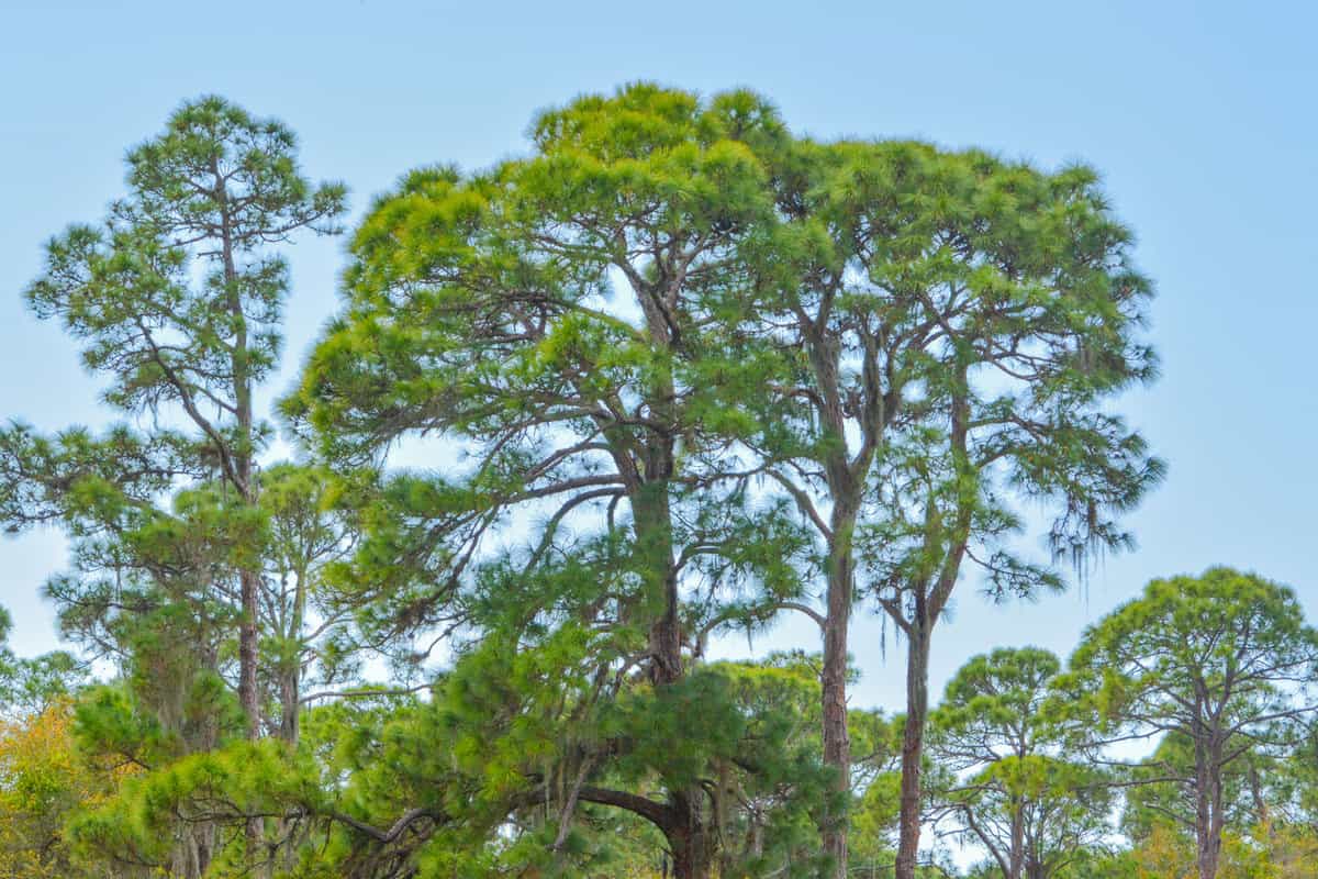 Peaceful trees at Cedar Point Environmental Park in Florida
