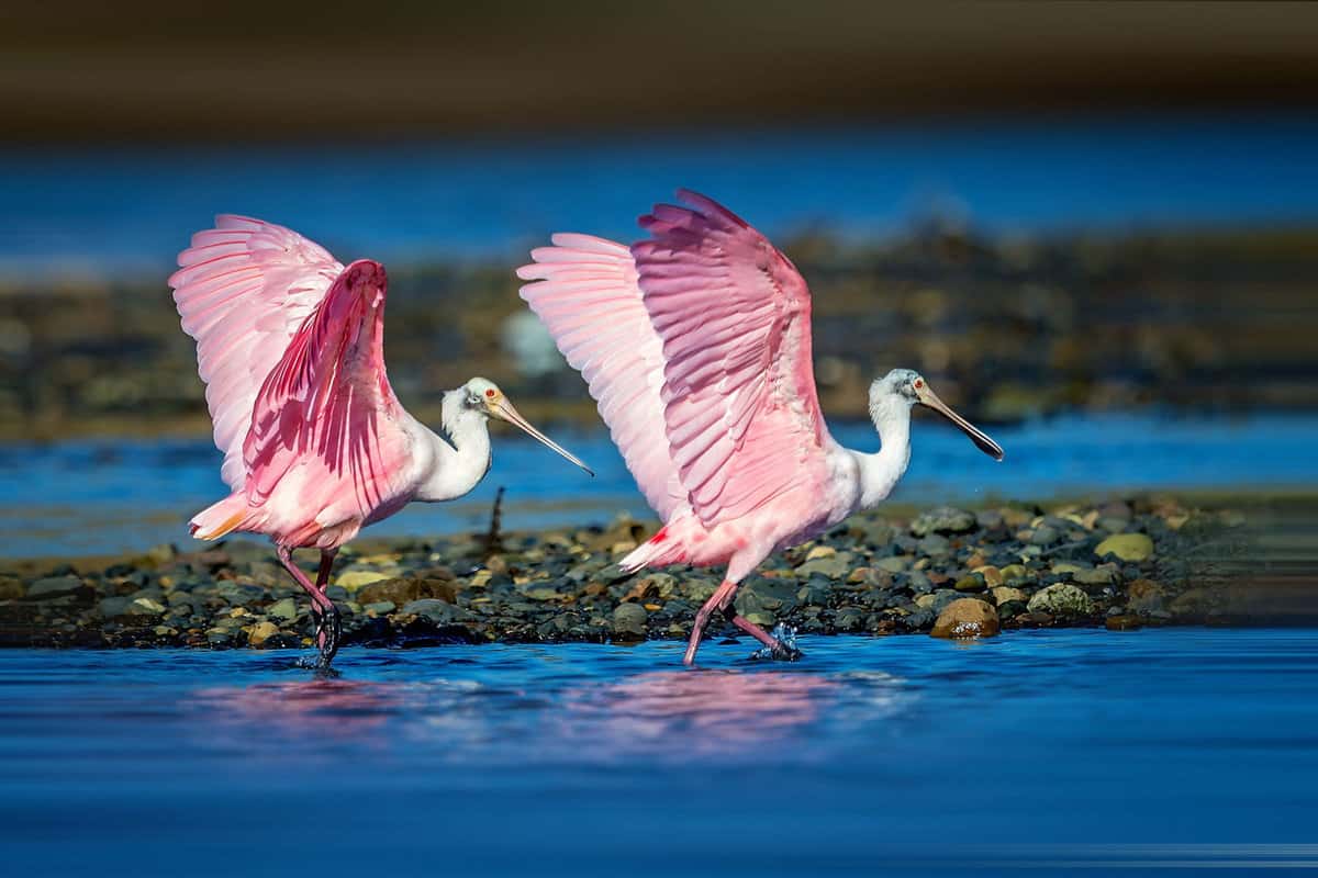 Roseate Spoonbill foraging in the wetlands
