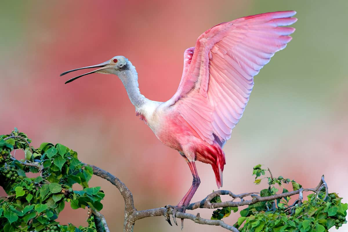 Roseate Spoonbill with Wings Outstretched
