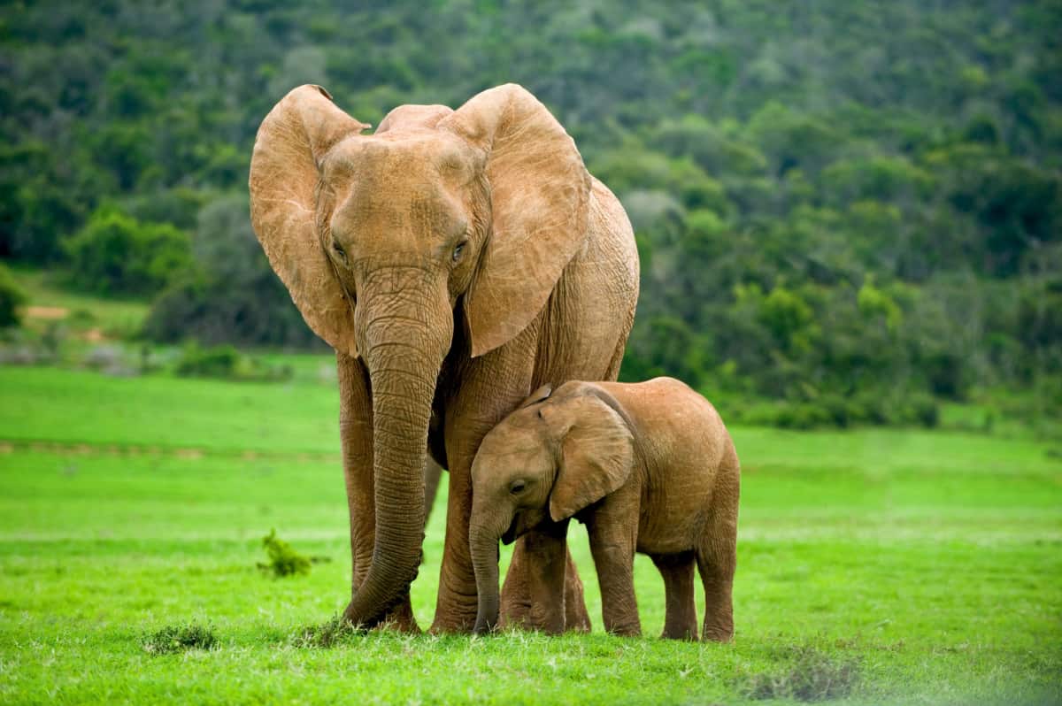 Elephants, young and adult one