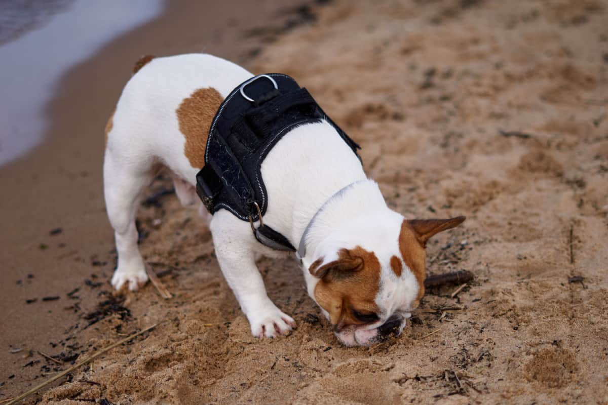 dog walking on the beach