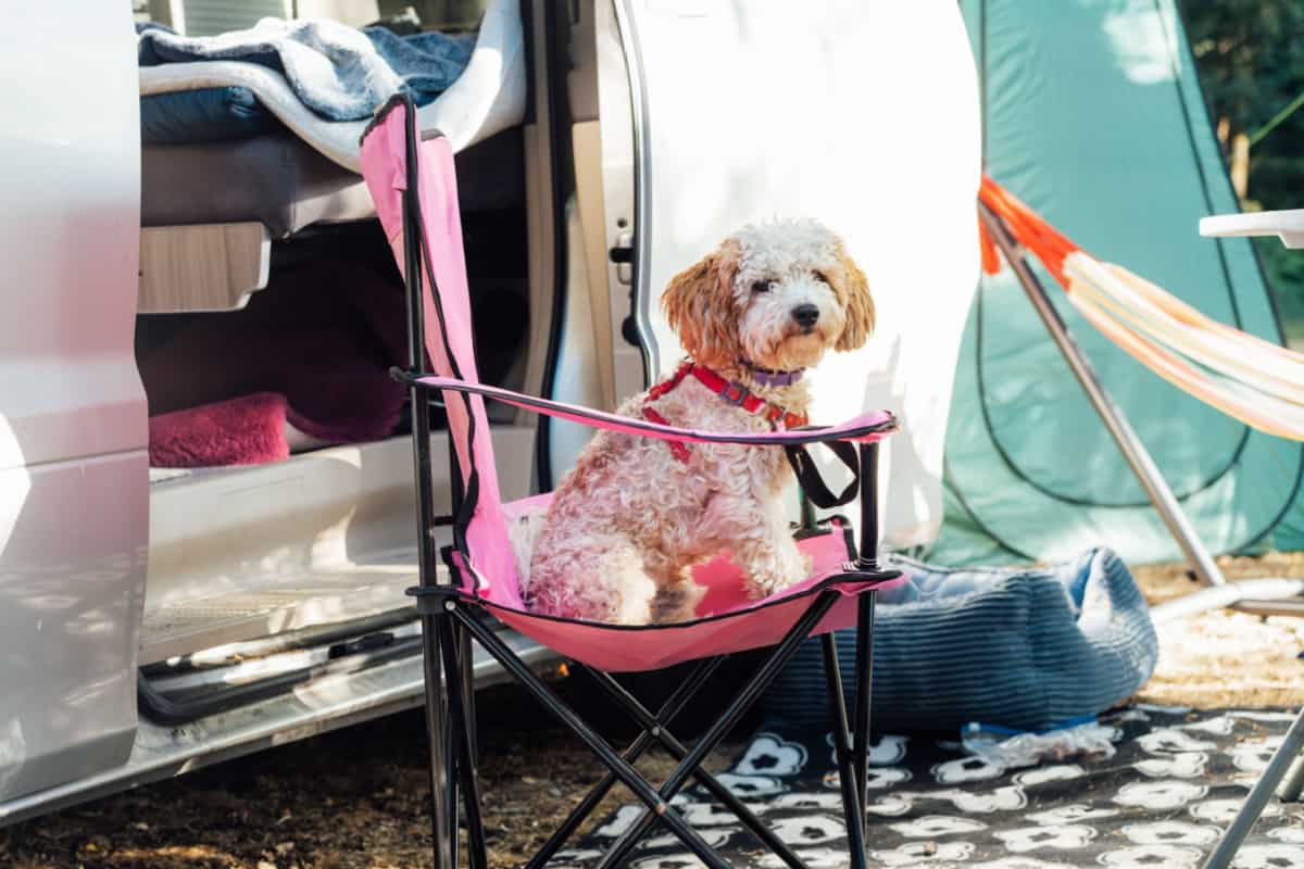 puppy pet sitting on travel chair near camper van