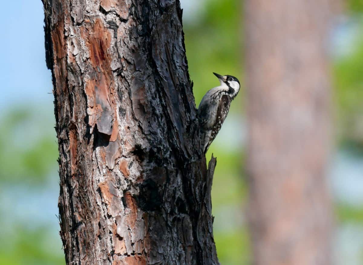 red-cockaded woodpeckers 