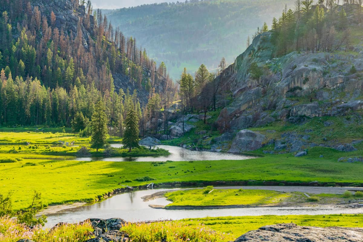 The gorgeous river and greenery in Soulgh Creek trail at Yellowstone National Park