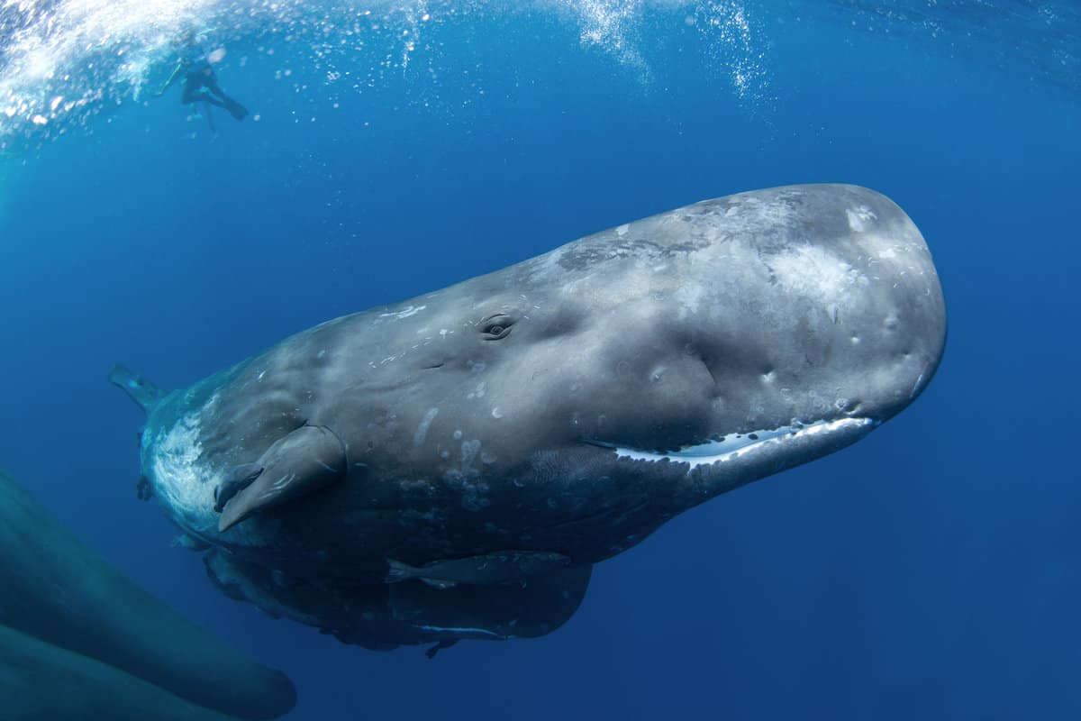 A huge Sperm whale