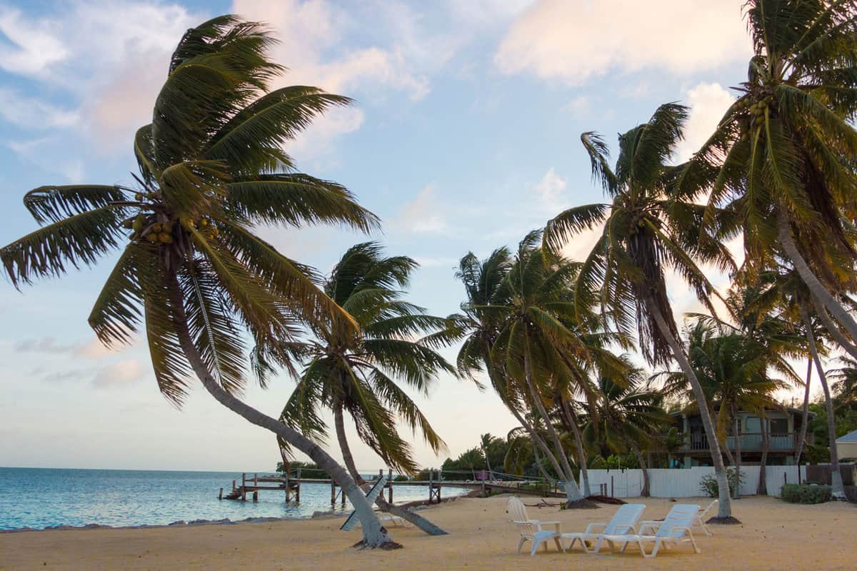 Sunset shot of beautiful beach with crooked palm trees, coconuts and beach chairs at Key West, Florida