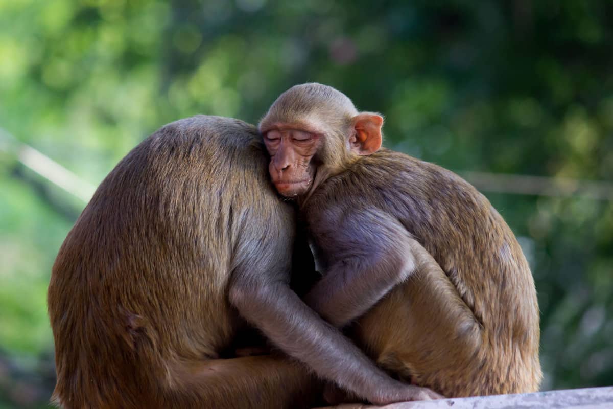 The Rhesus Macaque monkey is under the tree in its natural habitat in Florida.
