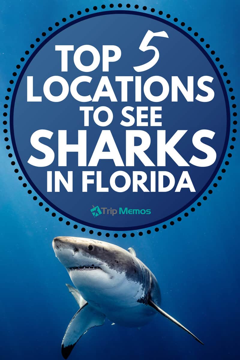 Top 5 Locations To See Sharks In Florida 