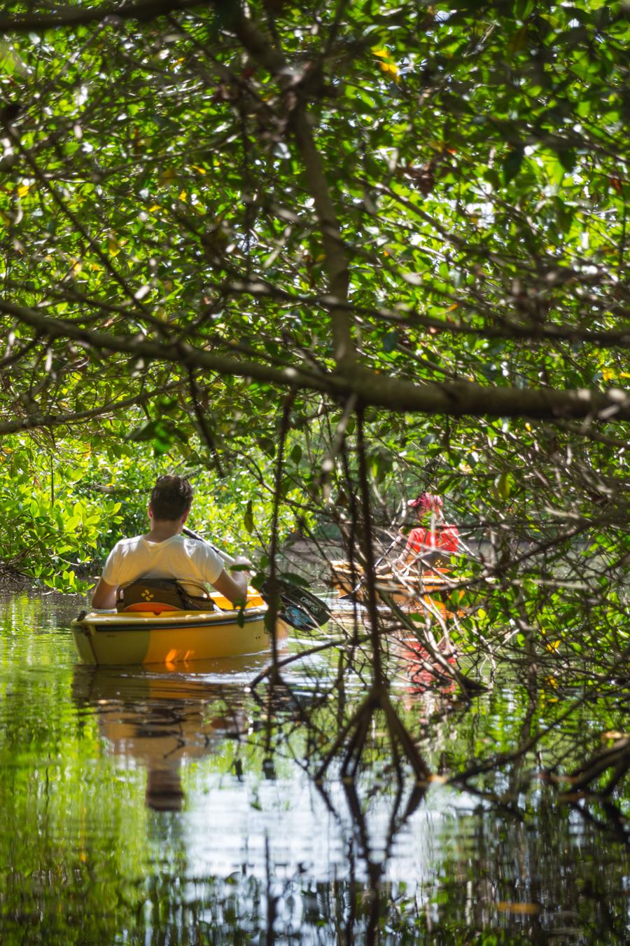 Tourists kayaking in mangrove forest