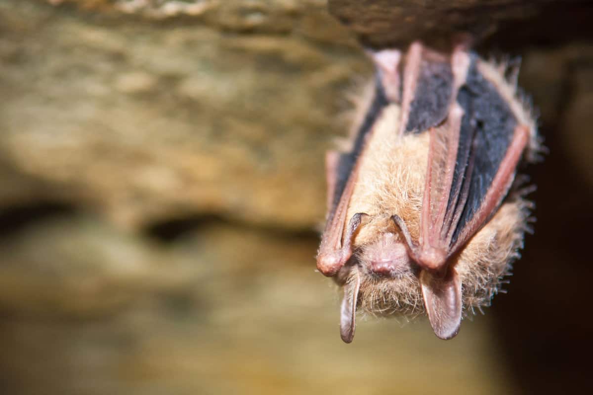 Tri-colored Bat
