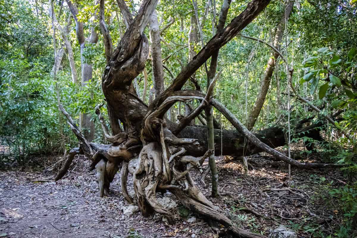 Uprooted tree at Windley Key Fossil Reef Geological State Park
